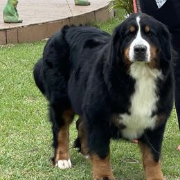 Sally - Bernese Mountain Dog