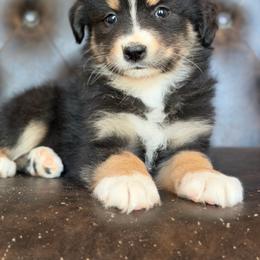 Juno-has tail-many videos - Black tri-color female Australian Shepherd puppy in Troy, South Carolina from Australian Shepherds of 3/W Farms