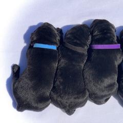 German Shepherd and Labrador Retriever Puppies from DogSmith Purebreds