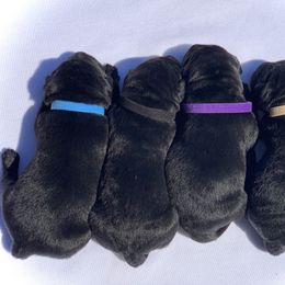 German Shepherd and Labrador Retriever Puppies from DogSmith Purebreds