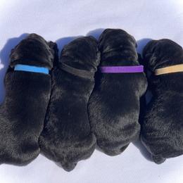 German Shepherd and Labrador Retriever Puppies from DogSmith Purebreds