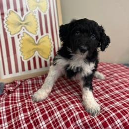 Angel Hair - White and black female Bordoodle puppy in Valley Center, California from Circle R Valley Bordoodls