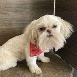 Dakota - Shih Tzu