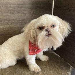 Dakota - Shih Tzu