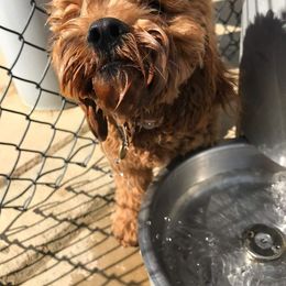 Cockapoo and Goldendoodle All Grown Up from Southern Belle Doodles