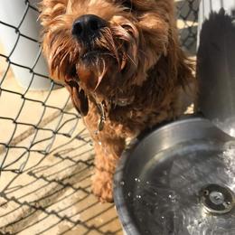 Cockapoo and Goldendoodle All Grown Up from Southern Belle Doodles