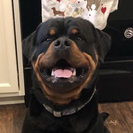 Dyno  - Rottweiler
