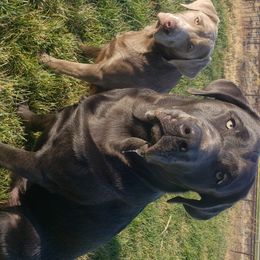 Axel - Dilute Retriever
