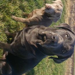 Axel - Dilute Retriever