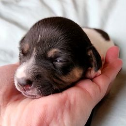 Girl 1 - White and black female Teddy Roosevelt Terrier puppy in Claremore, Oklahoma from Travelin' Man Terriers