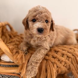 Tide - Cream male Goldendoodle puppy in North Royalton, Ohio from Johnson's Doodles