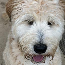 Brinlee - Soft Coated Wheaten Terrier