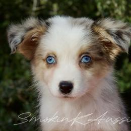 Rex - Blue merle male Australian Shepherd puppy in Grapeland, Texas from Smokin K Aussies