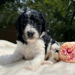 Pearl - Parti female Goldendoodle puppy in Osage City, Kansas from Golden Ridge Goldens