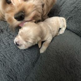 Boy1 - Cream male Havapoo puppy in Hudson, Indiana from A&G Maltipoos