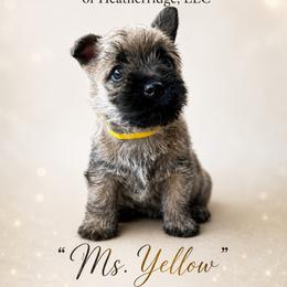 Ms. Yellow - Cream female Cairn Terrier puppy in Pottersville, Missouri from Cairn Terriers of Heatherridge,LLC