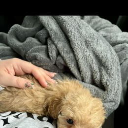 Poodles and Sheepadoodles from C & C doodles and poodles