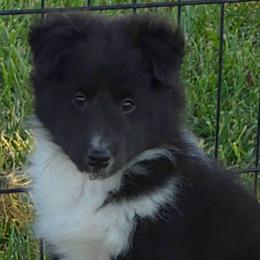 Willow - Black and white female Shetland Sheepdog puppy in Luray, Missouri from Krayola Shelties