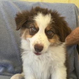 Australian Shepherd puppies from Al Sira Australian Shepherds