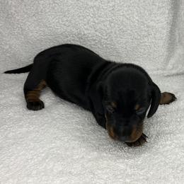 Ralphie - Black and tan male Dachshund puppy in Mocksville, North Carolina from The Dachs of Hazzard Dachshunds