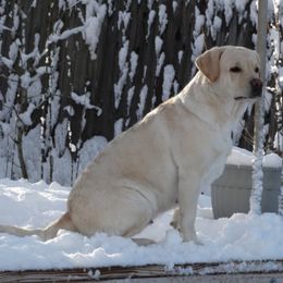Labrador Retriever All Grown Up from Timber's Labradors