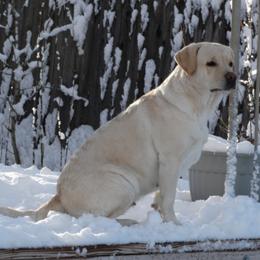 Labrador Retriever All Grown Up from Timber's Labradors