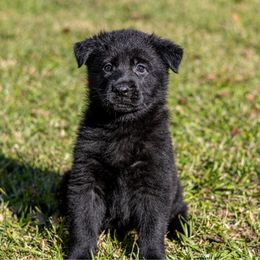 Rhiannon - Black female German Shepherd puppy in Hammond, Louisiana from Von LaMarca German Shepherds