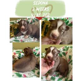 Sedona - Red and white female Siberian Husky puppy in Florence, Kentucky from Moonlight Howl Huskies