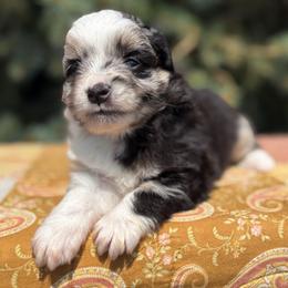 Spark - Blue merle female Toy Australian Shepherd puppy in Quincy, Michigan from Ivy Meadows and Friends