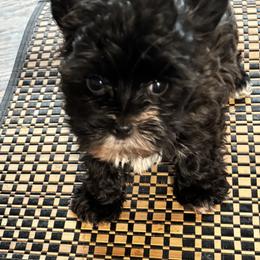 Buddy - Black and tan male Yorkshire Terrier puppy in Lafayette, Georgia from Berggipfel Yorkies