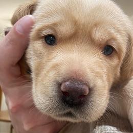 Olive - Yellow female Labrador Retriever puppy in Weatherford, Texas from CapeWest R&T