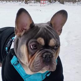 Gunner - French Bulldog