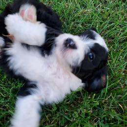 Otis - Black and white male Sheepadoodle puppy in Bellevue, Iowa from Fluffy Wonders Poms and Doodles