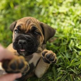 Cane Corso Puppies from HOUSE OF HALL CANE CORSOS