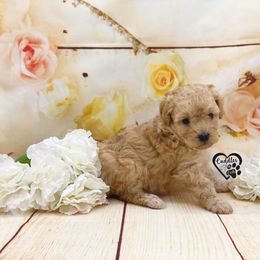 Poodle Puppies from Cuddles n Curls