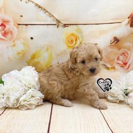 Poodle Puppies from Cuddles n Curls