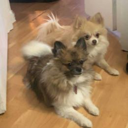 Cleo - Pomeranian