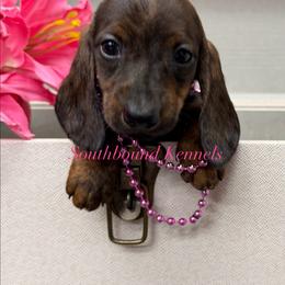 Paris - Brindle female Dachshund puppy in Leoma, Tennessee from Southbound Kennel