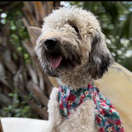 Max - Goldendoodle