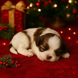 Shih Tzu Puppies from Shih Tzu snuggles