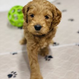 Goldendoodle Puppies from Kings Royal Mini Doodles by King Farms