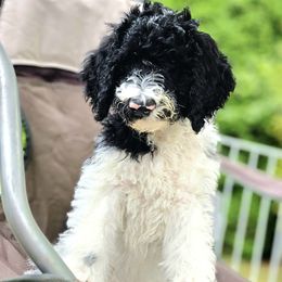 Sergeant - Parti Goldendoodle puppy in Longview, Washington from Goldensky Doodles