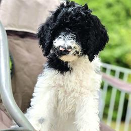 Sergeant - Parti Goldendoodle puppy in Longview, Washington from Goldensky Doodles