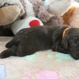 Cockapoo Puppies from JP Cockapoos LLC
