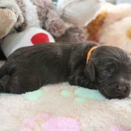 Cockapoo Puppies from JP Cockapoos LLC