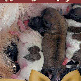 Shih Tzus from Pretty Paws Shih Tzu's