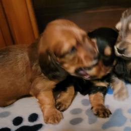 Dachshund Puppies from CLARK'S BREEDING PROGRAM