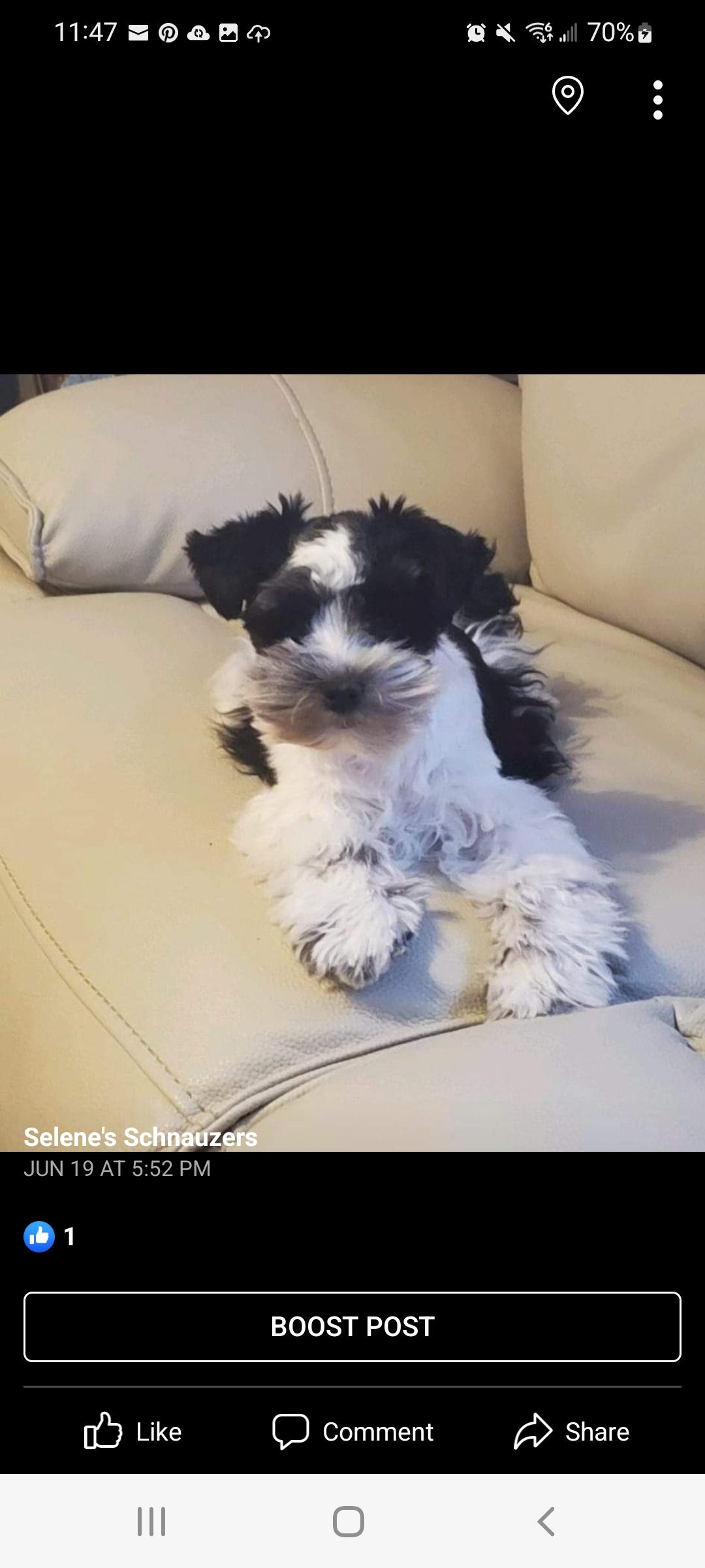 Selene's Schnauzers in North Carolina Miniature Schnauzer puppies