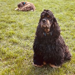 Matise - Cocker Spaniel