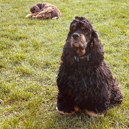 Matise - Cocker Spaniel